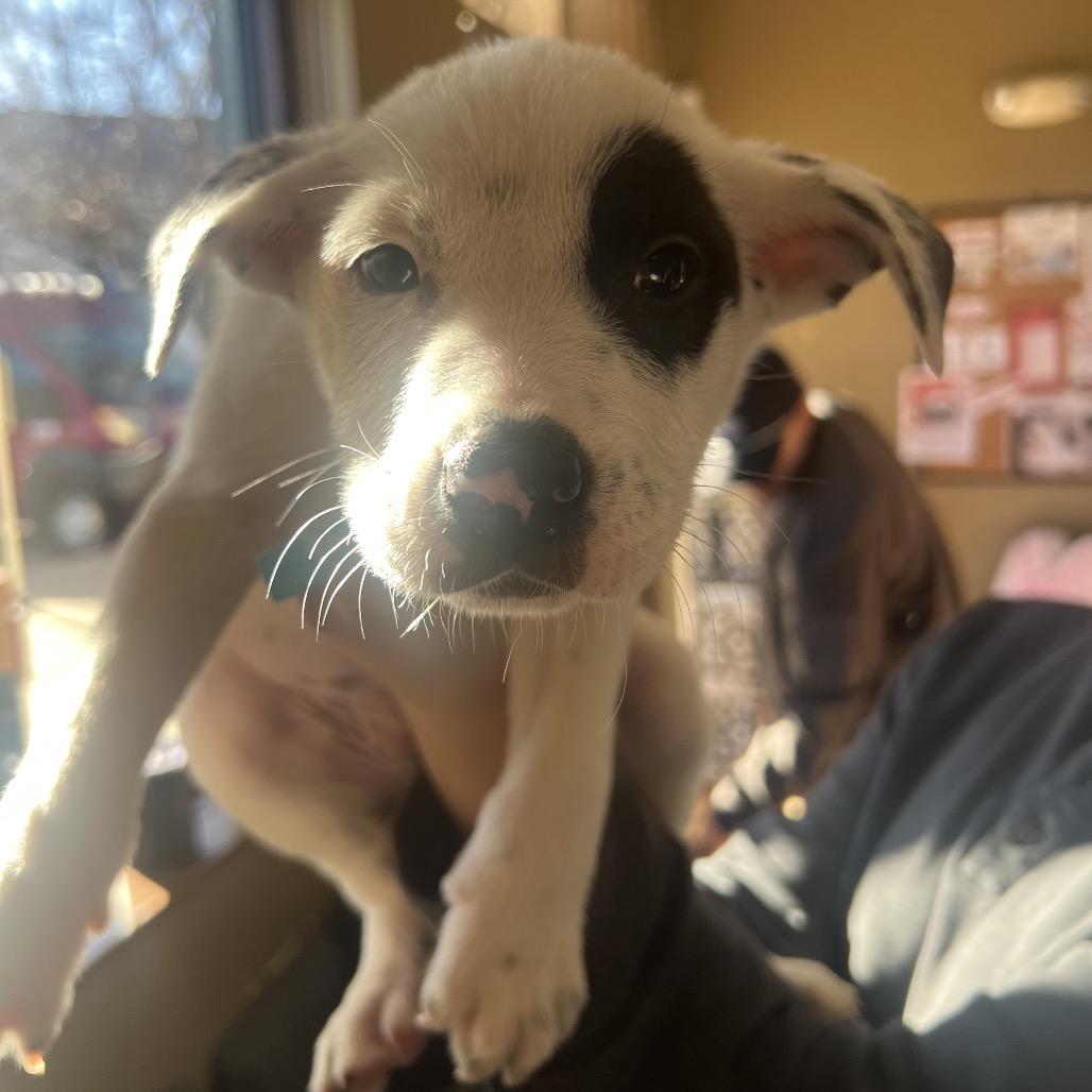 Enlarge Terry, a Adoptable mixed breed in Fort Collins, CO image 3/6