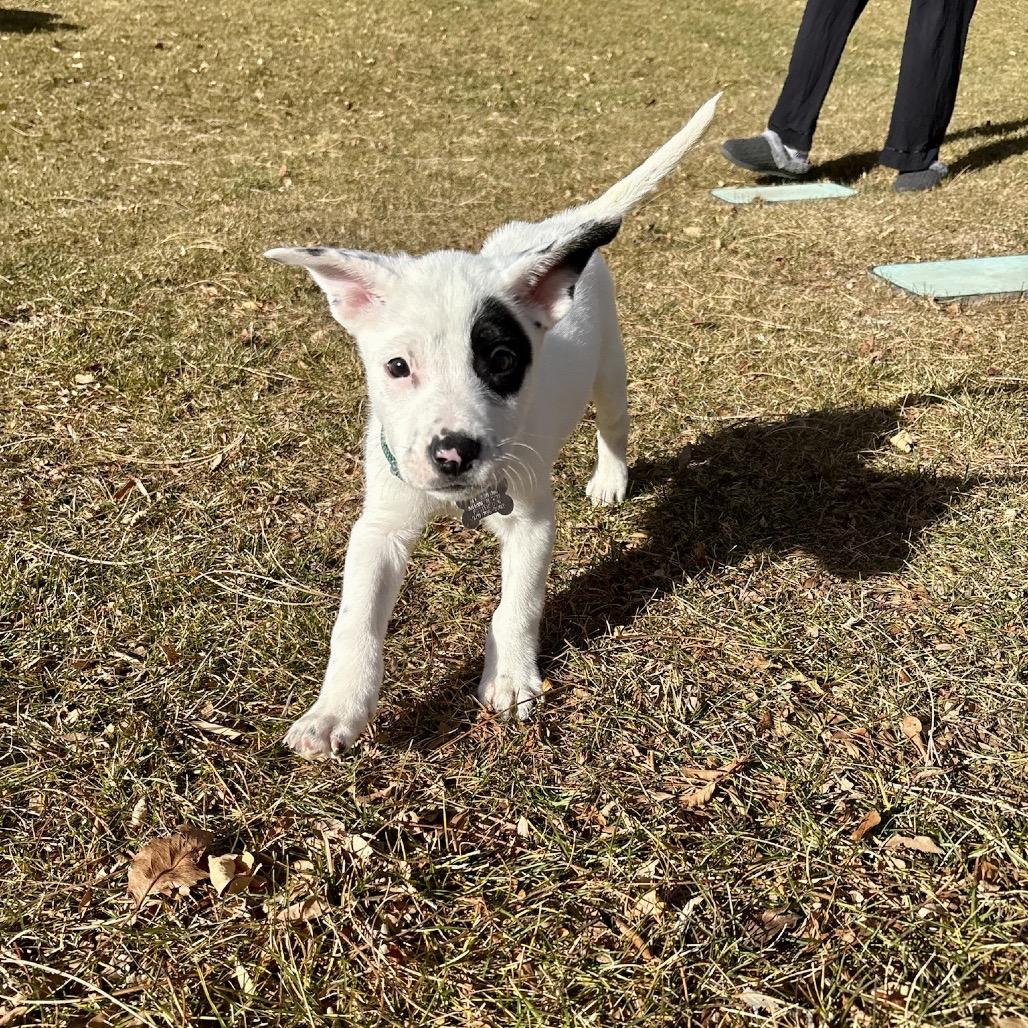 Enlarge Terry, a Adoptable mixed breed in Fort Collins, CO image 4/6