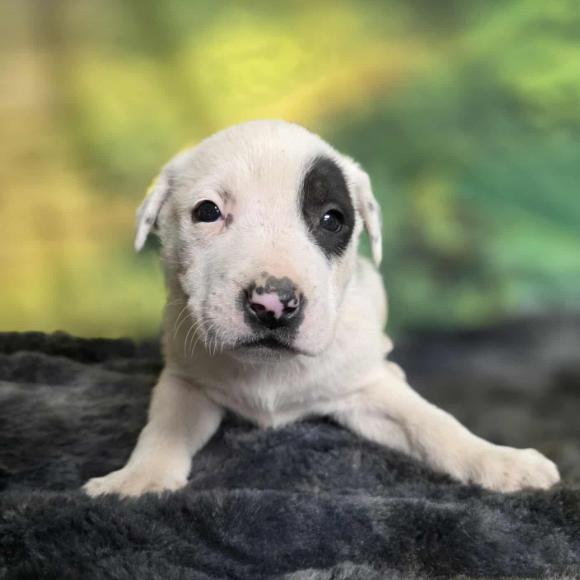 Enlarge Terry, a Adoptable mixed breed in Fort Collins, CO image 6/6
