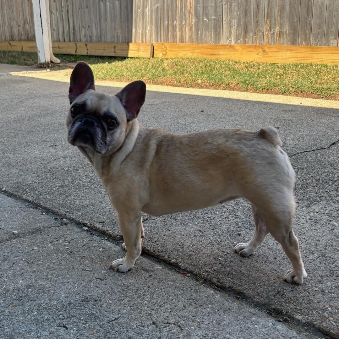 Enlarge Rosie, a Adopted French Bulldog in New Orleans, LA image 4/5