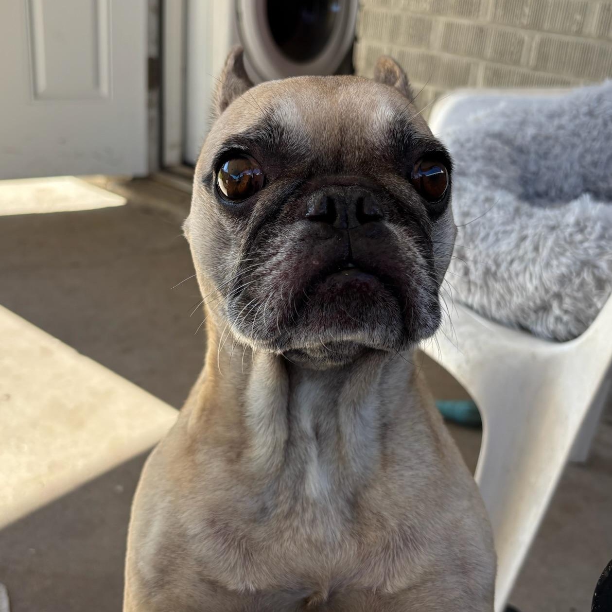 Enlarge Rosie, a Adopted French Bulldog in New Orleans, LA image 5/5