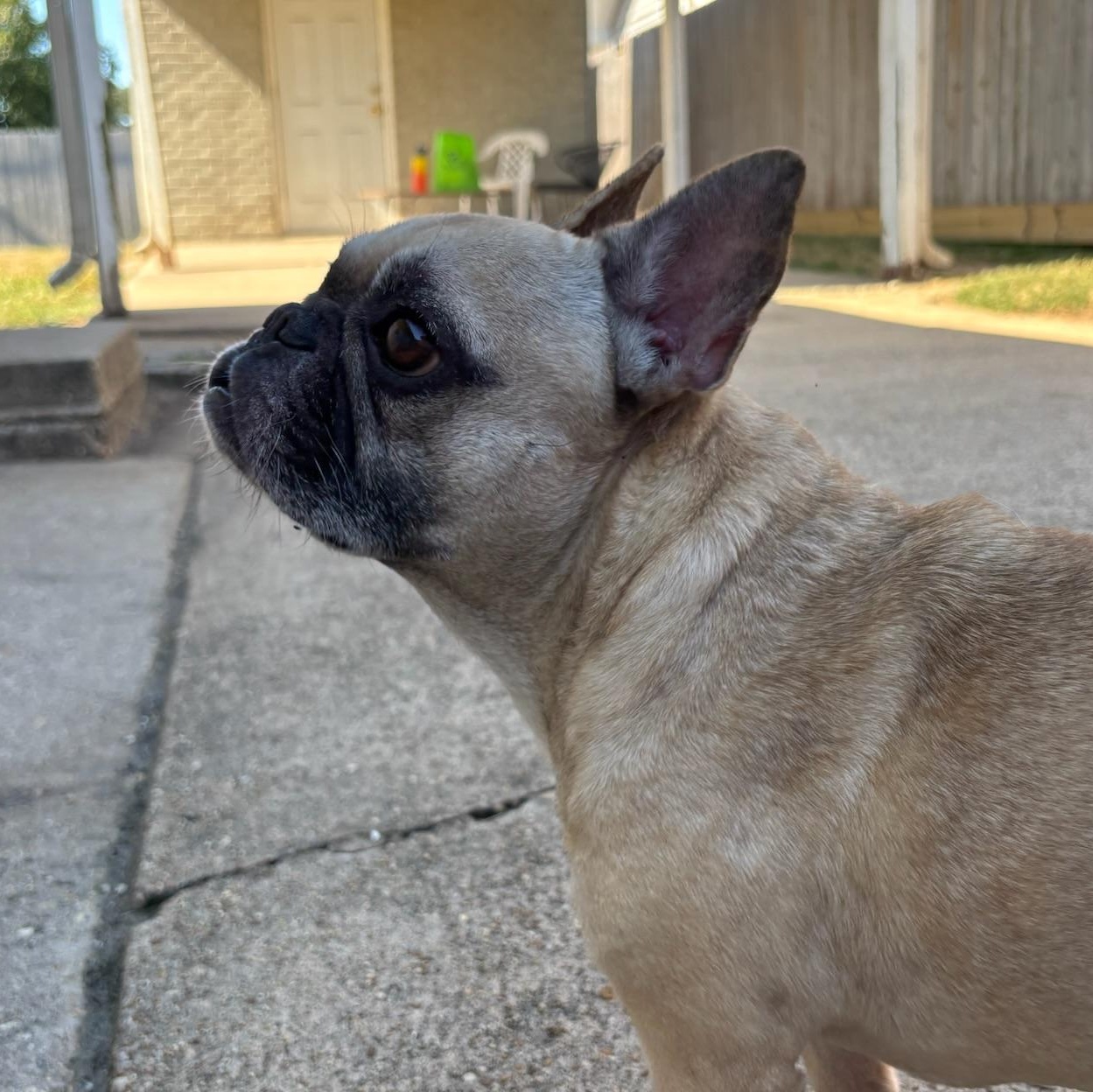 Enlarge Rosie, a Adopted French Bulldog in New Orleans, LA image 2/5