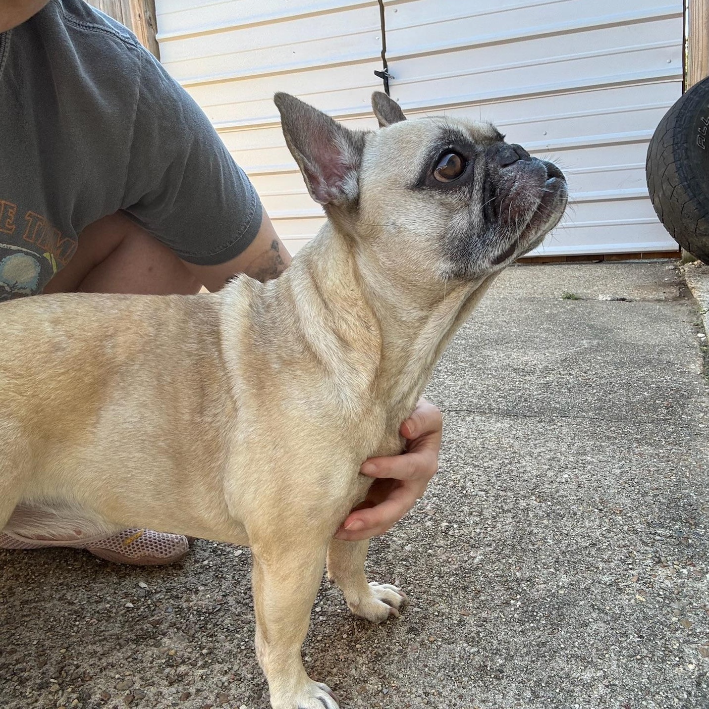Rosie, Adopted, Adult Female French Bulldog.