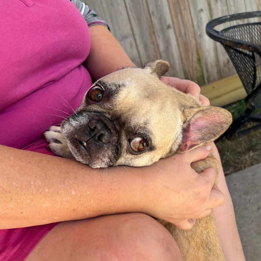 Enlarge Rosie, a Adopted French Bulldog in New Orleans, LA image 3/5