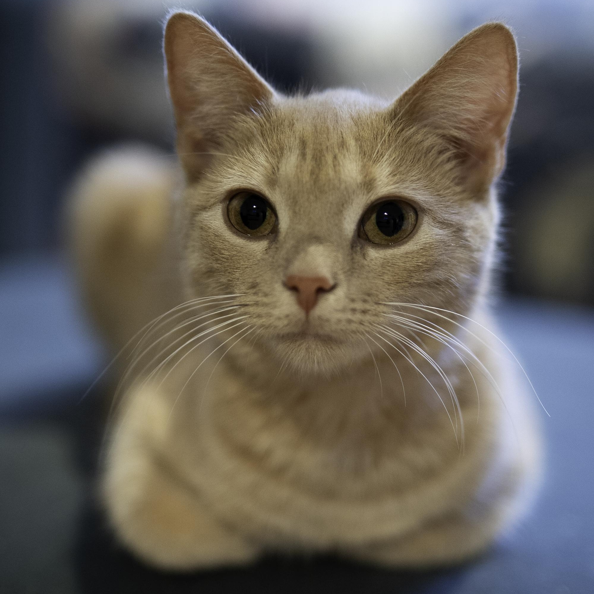 Enlarge Buttercup, an adopted mixed breed in Hyattsville, MD image 1/4