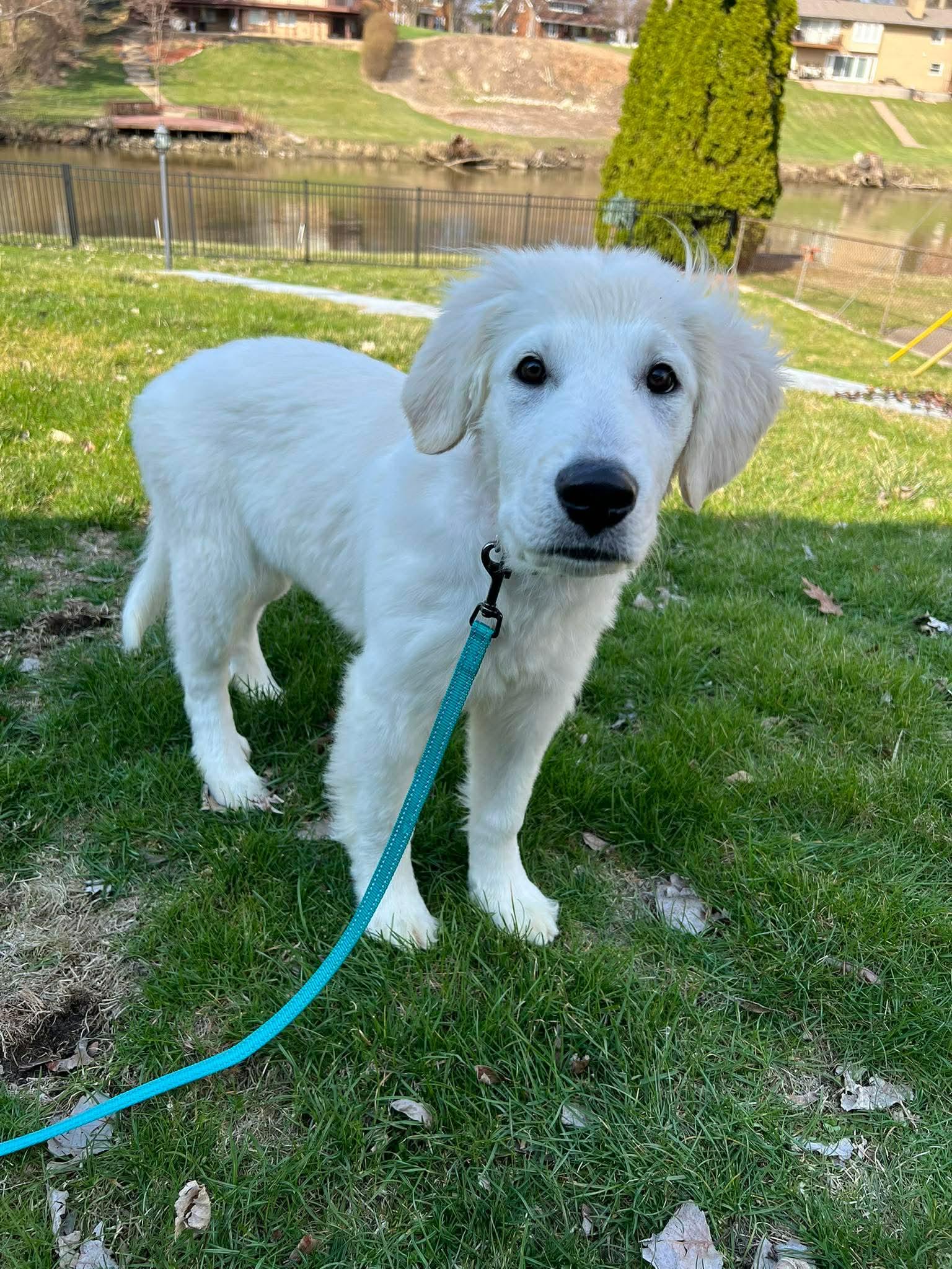 Enlarge Hubert, a Adopted mixed breed in New Baltimore, MI image 1/2