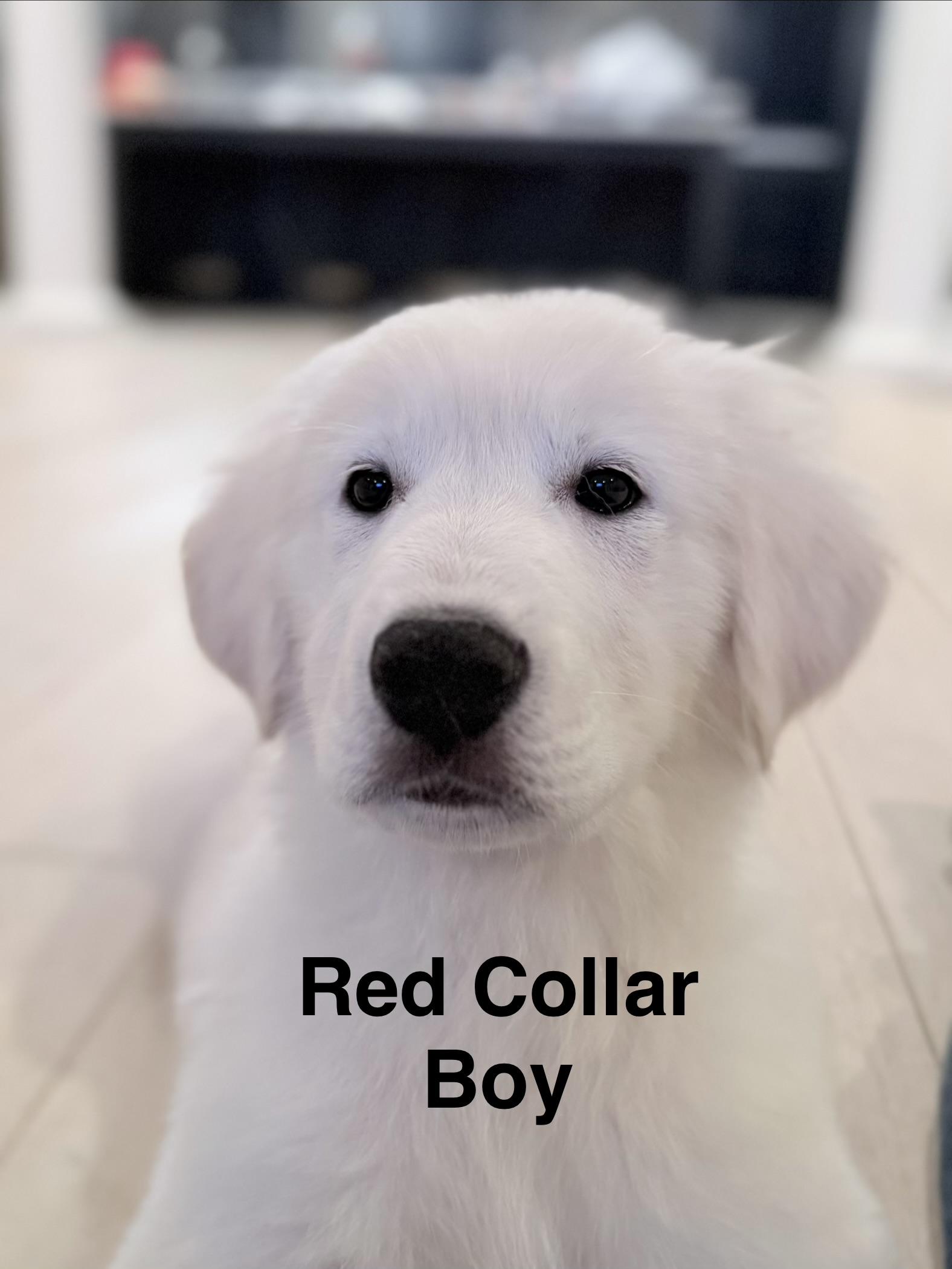 Enlarge Hubert, a Adopted mixed breed in New Baltimore, MI image 2/2