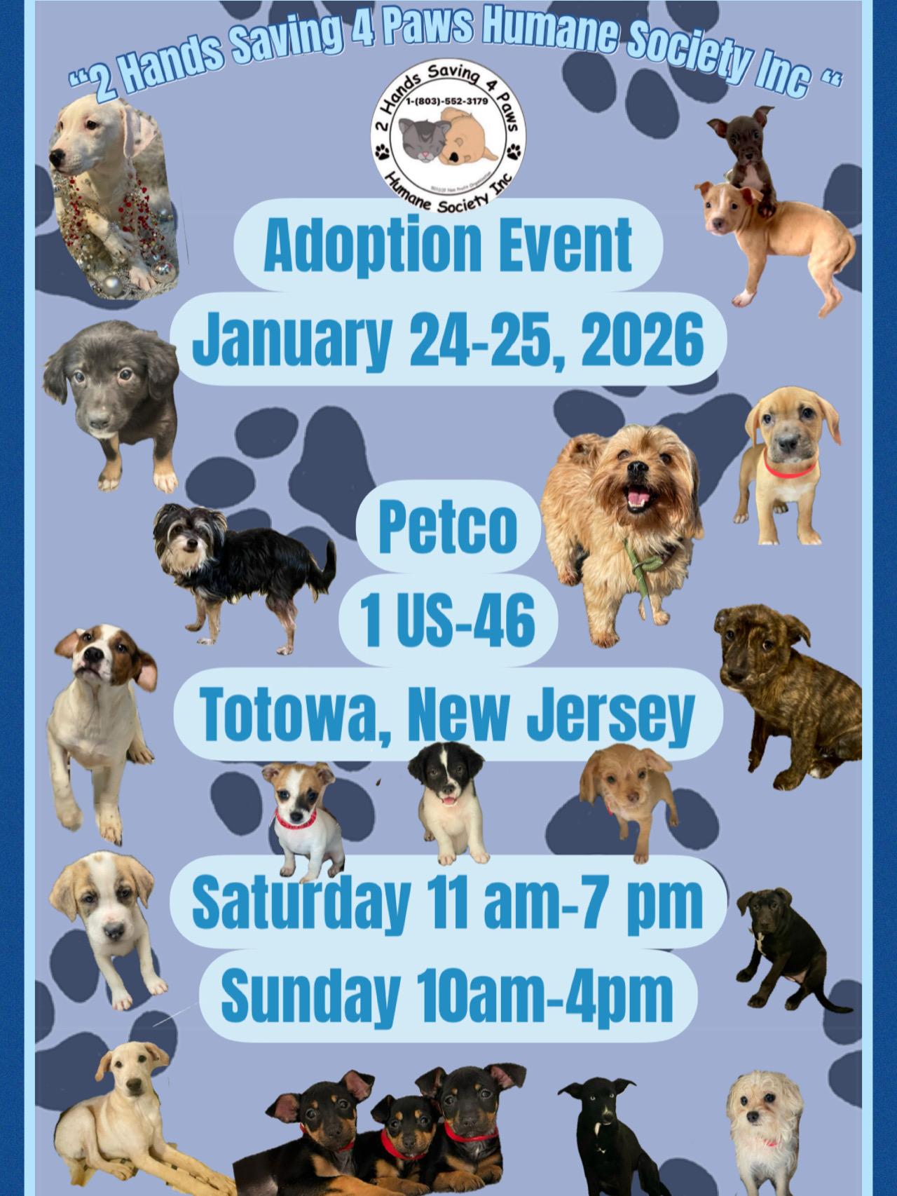 Enlarge Ice, a Adoptable mixed breed in Totowa, NJ image 2/2