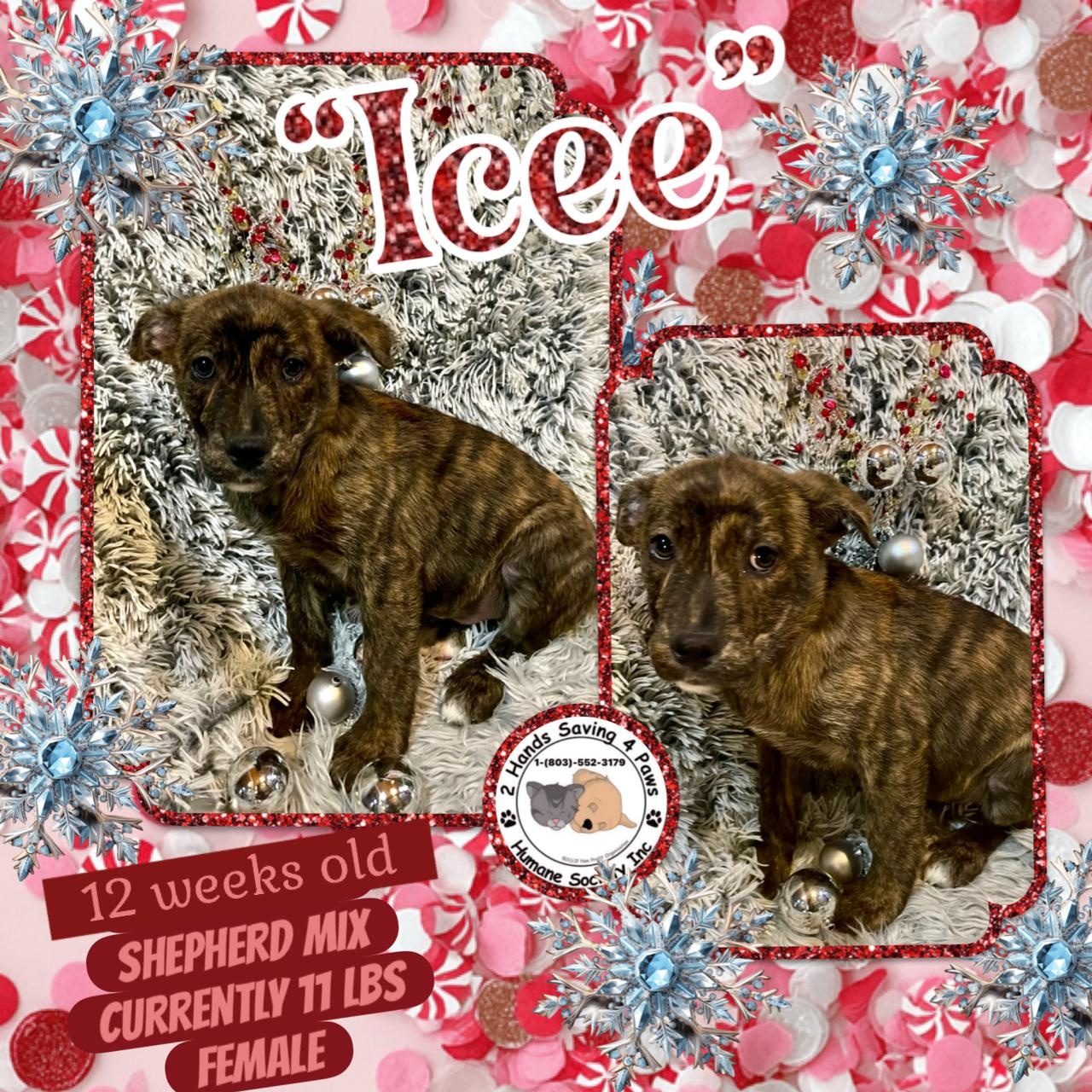 Ice, Adoptable, Puppy Male Labrador Retriever & Shepherd.