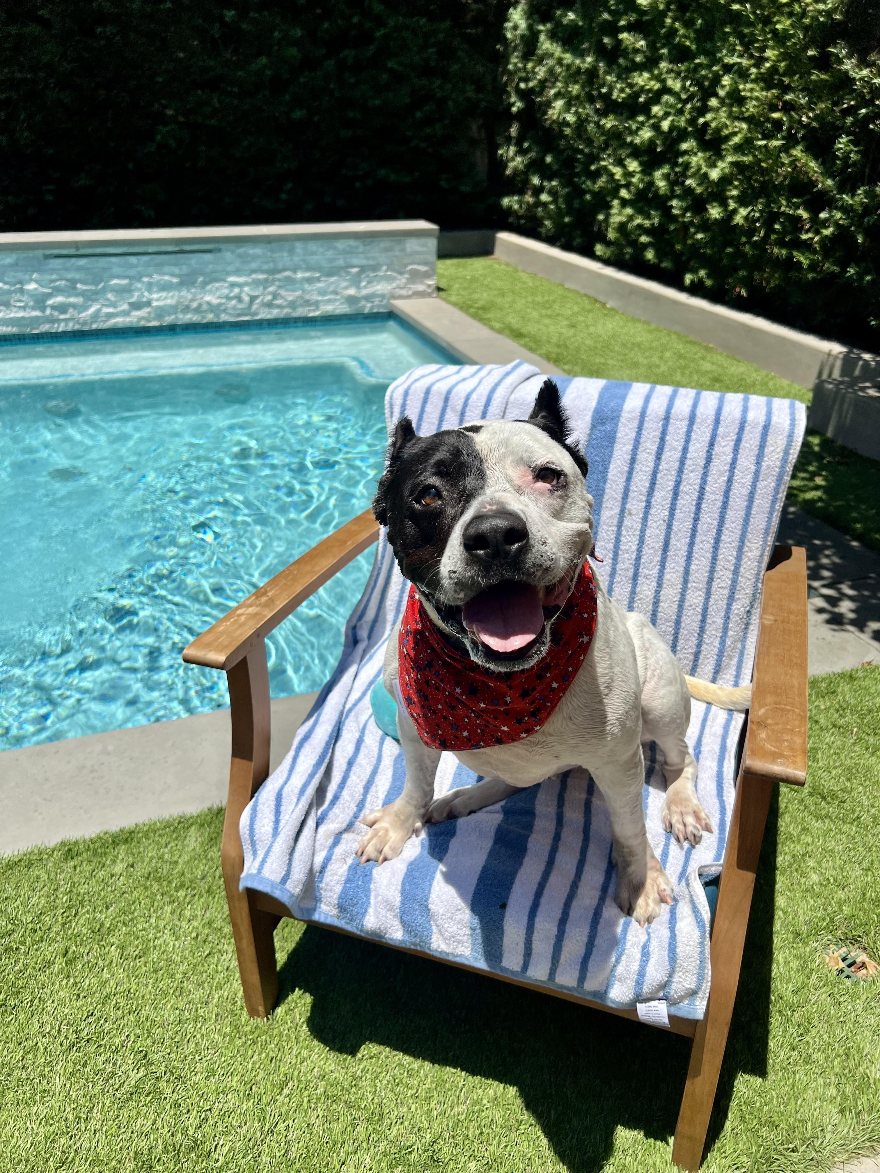 Enlarge Luna, a Adoptable mixed breed in Los Angeles, CA image 4/6