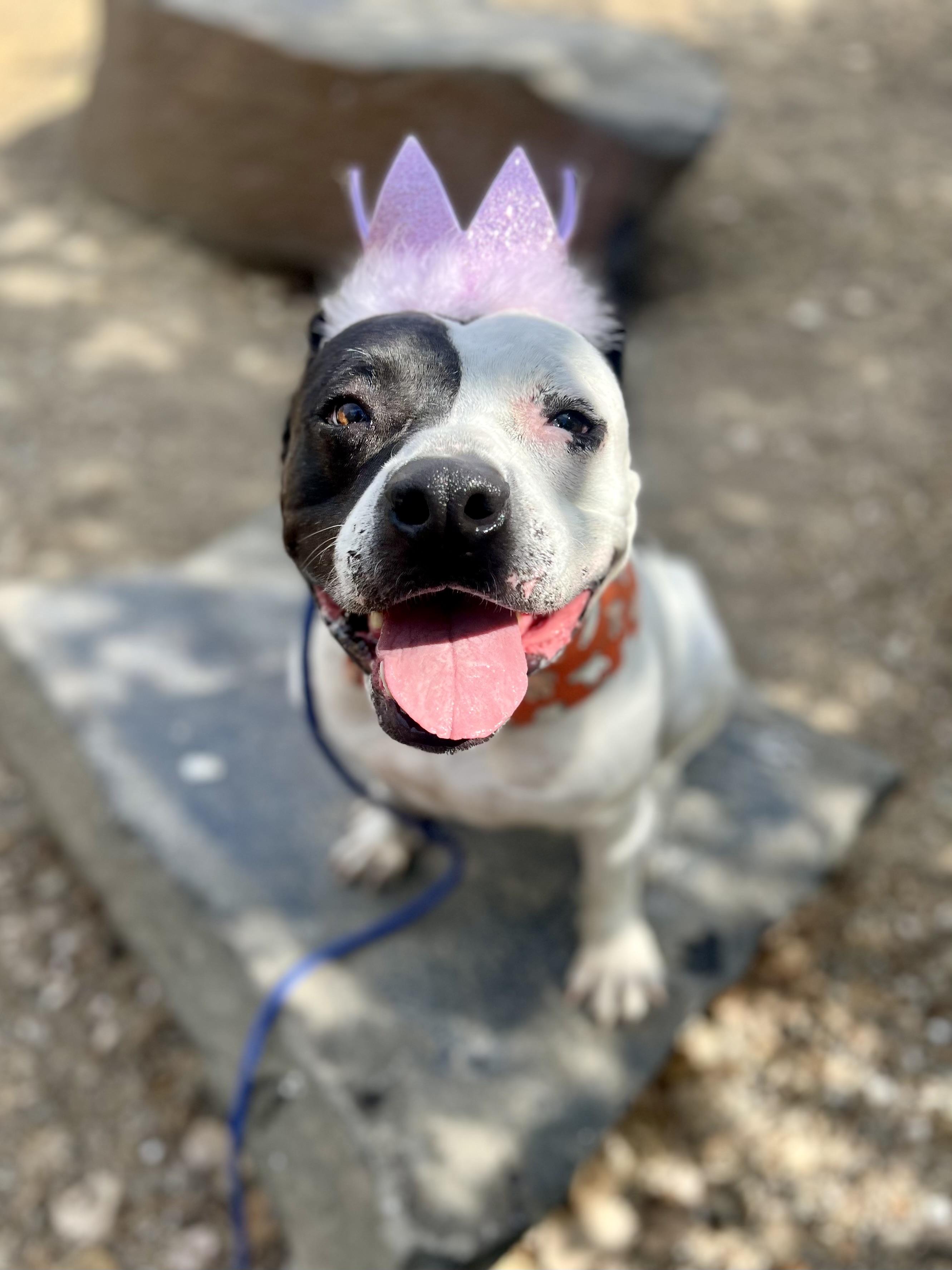 Enlarge Luna, a Adoptable mixed breed in Los Angeles, CA image 2/6