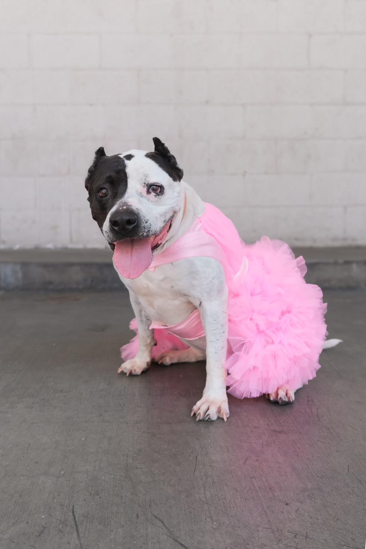 Enlarge Luna, a Adoptable mixed breed in Los Angeles, CA image 3/6