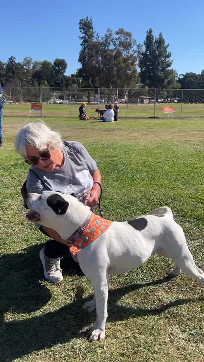 Enlarge Luna, a Adoptable mixed breed in Los Angeles, CA video 6/6