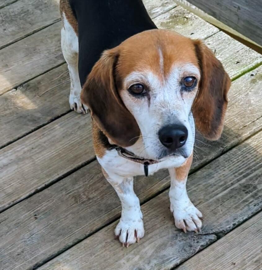 Milo - adoption pending, a Adoptable Beagle in Shawnee Mission, KS image 1/3