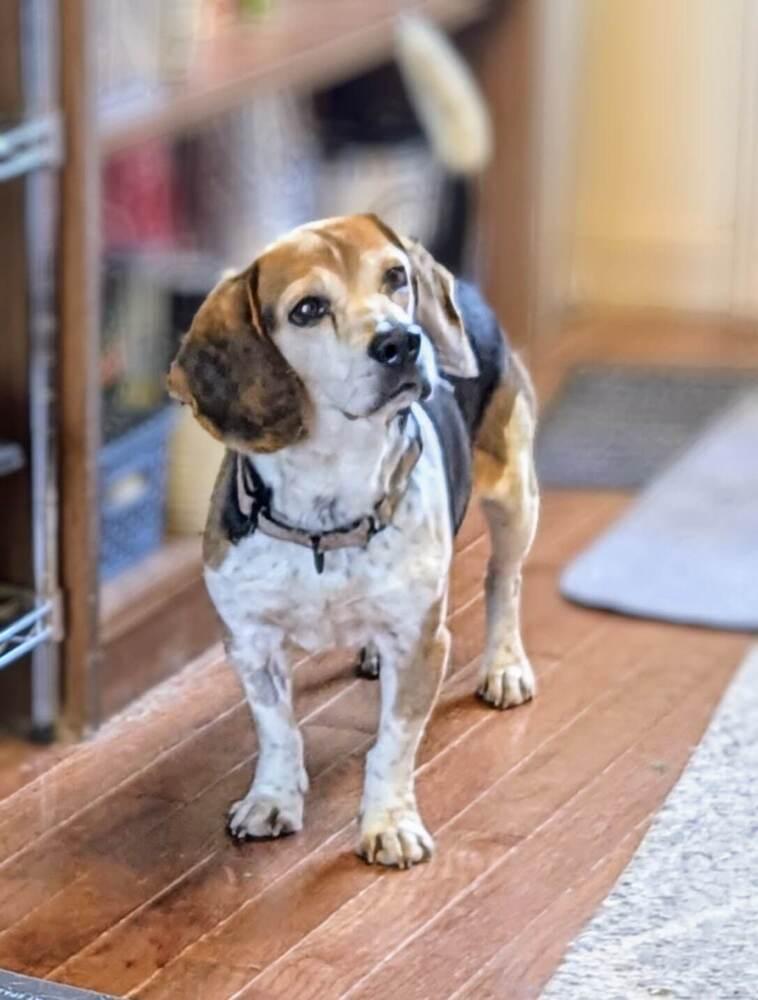 Milo - adoption pending, a Adoptable Beagle in Shawnee Mission, KS image 2/3