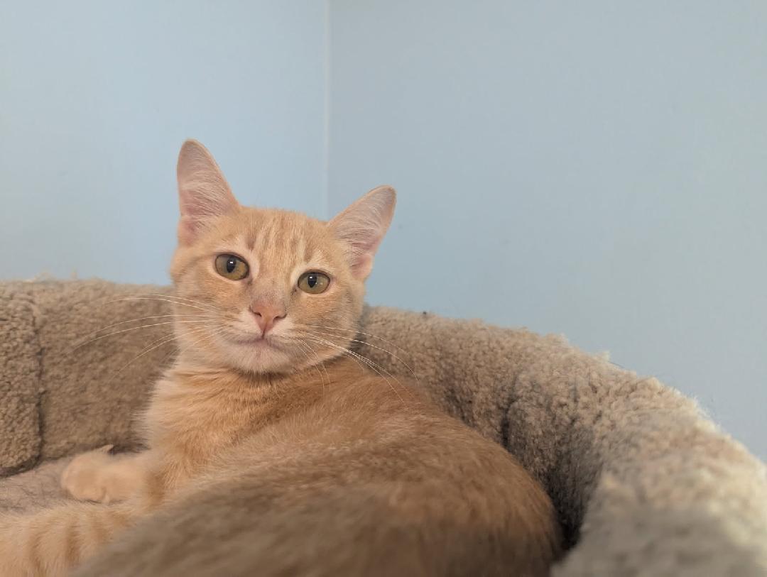 Jyn, Adoptable, Young Female Domestic Medium Hair & Tabby.