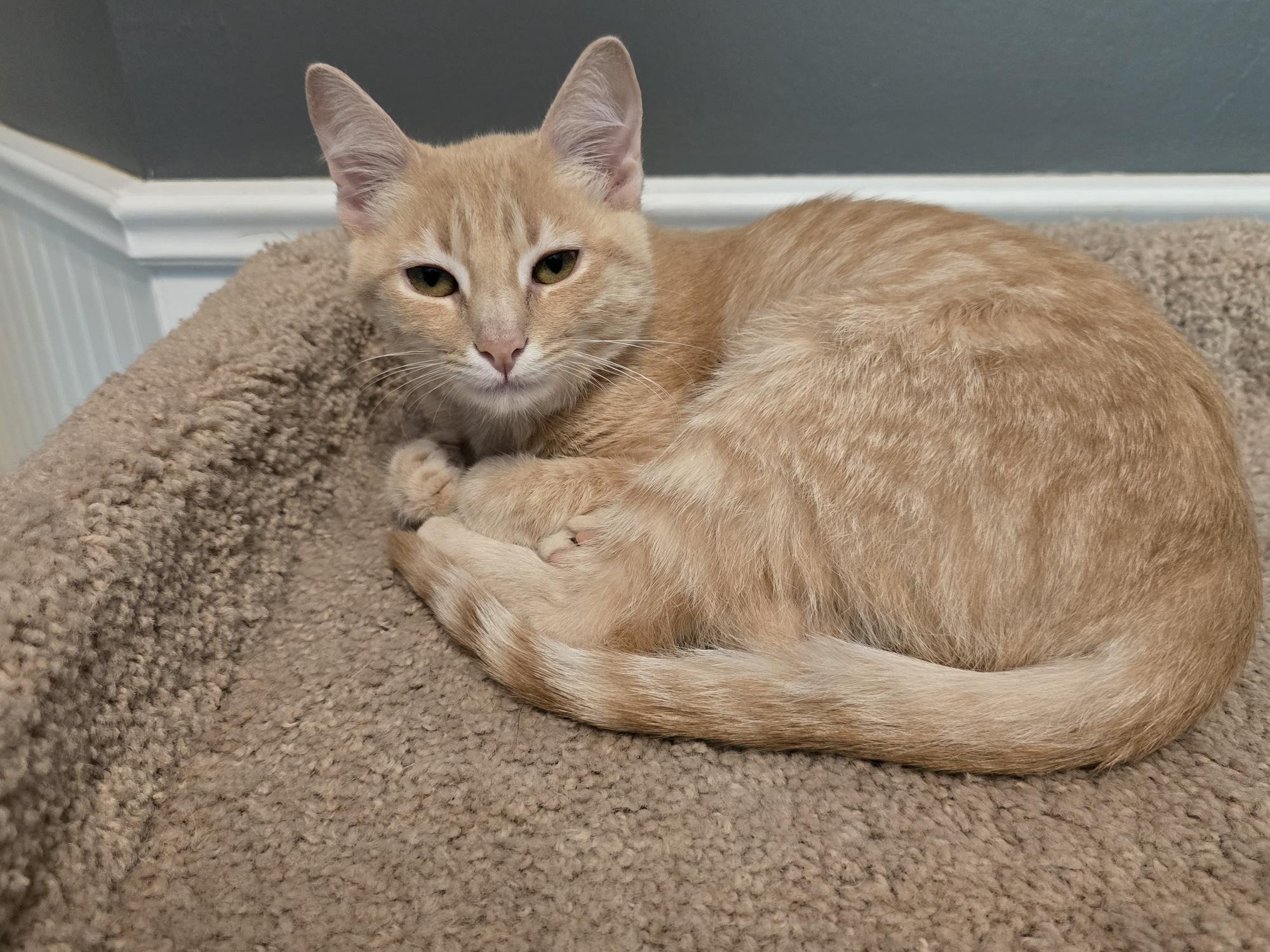 Jyn, a Adoptable mixed breed in Coppell, TX image 3/4