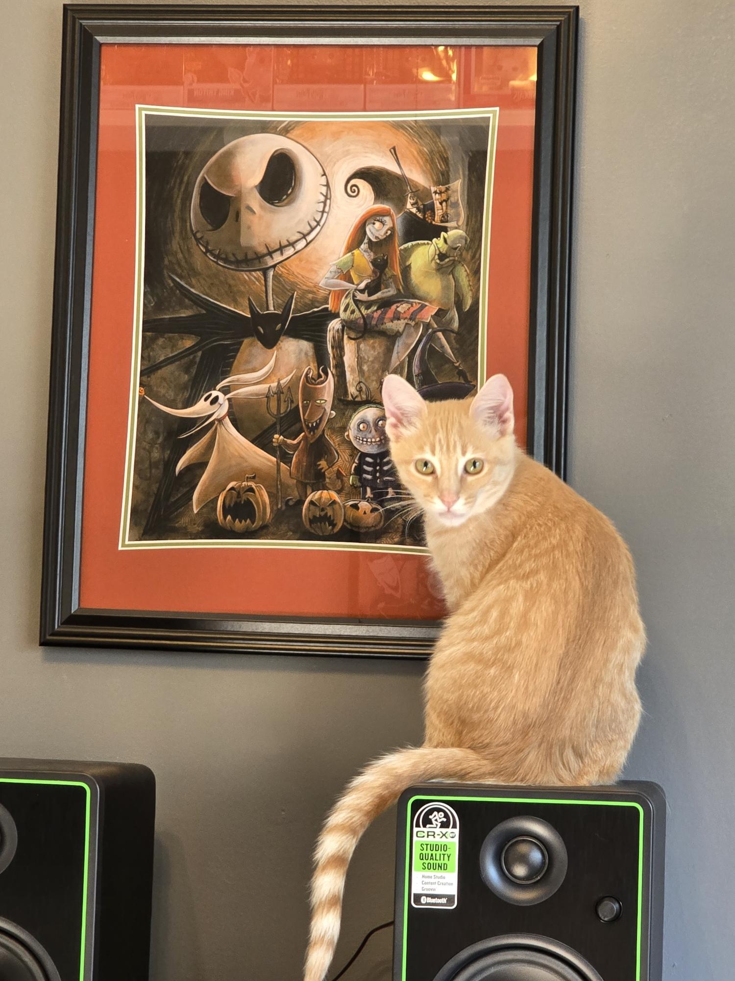 Jyn, Adoptable, Young Female Domestic Short Hair & Tabby.