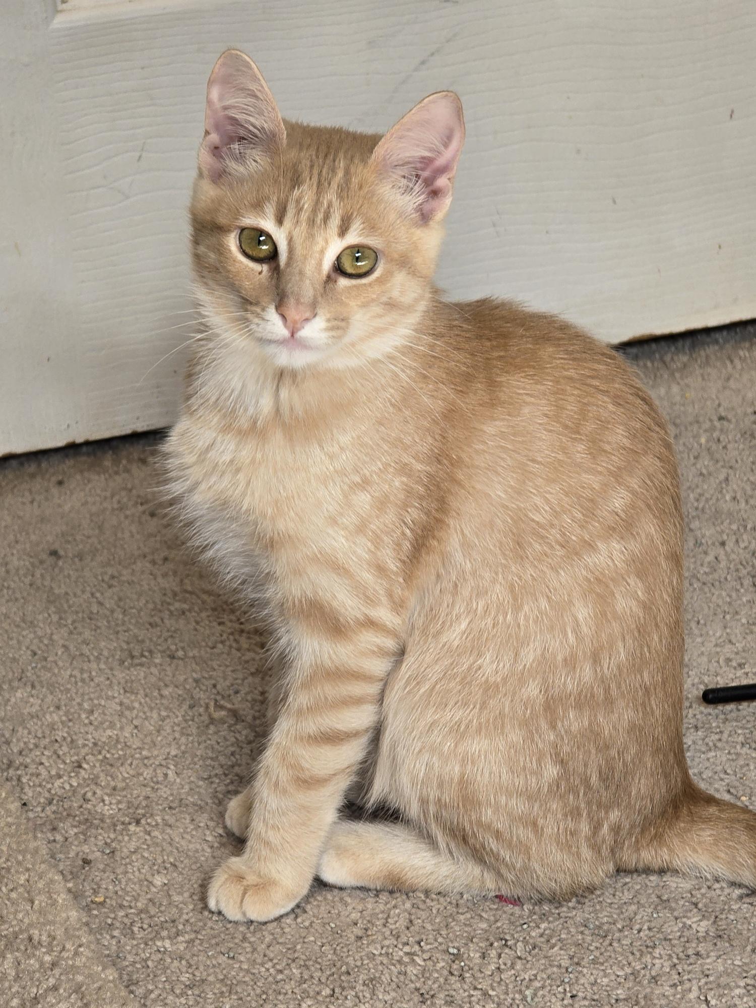 Jyn, a Adoptable mixed breed in Coppell, TX image 4/4