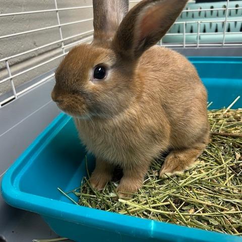Panini, Adoptable, Baby Male American.