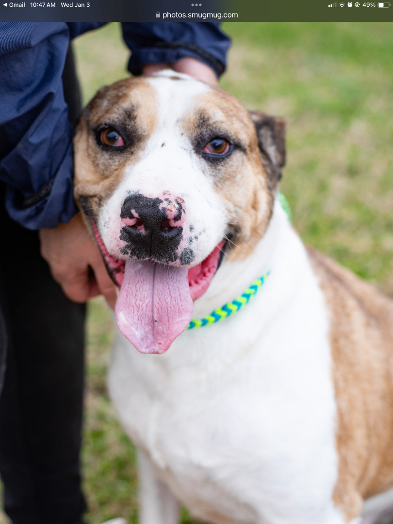 Ajax, a Adoptable Catahoula Leopard Dog in Lancaster, SC image 2/6