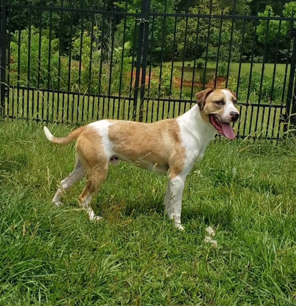 Ajax, a Adoptable Catahoula Leopard Dog in Lancaster, SC image 3/6