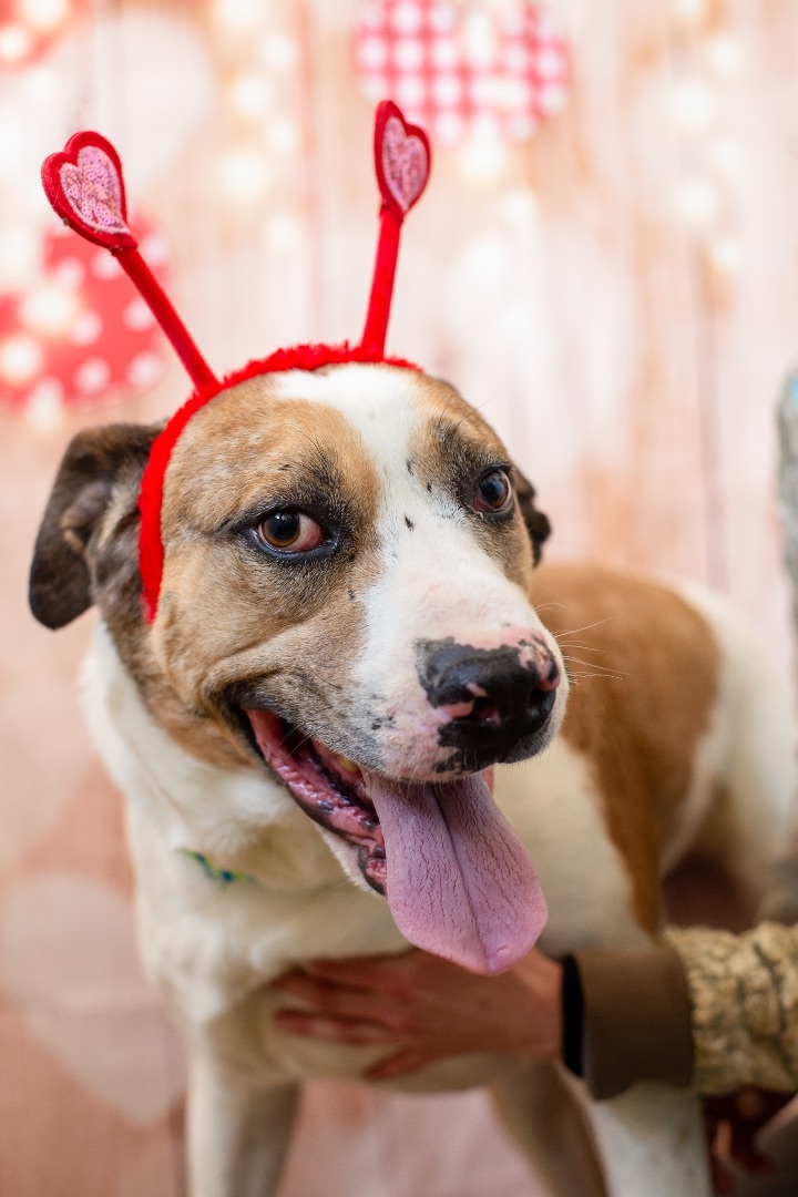 Ajax, an adoptable Catahoula Leopard Dog in Lancaster, SC, 29720 | Photo Image 4