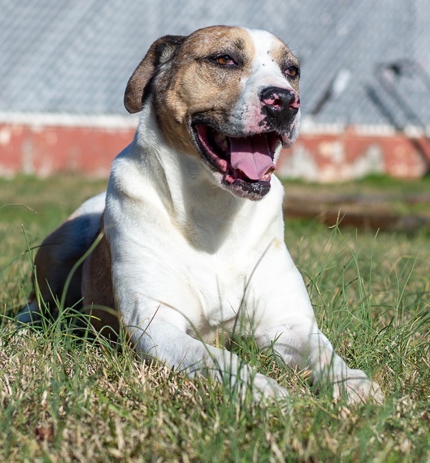 Ajax, a Adoptable Catahoula Leopard Dog in Lancaster, SC image 5/6