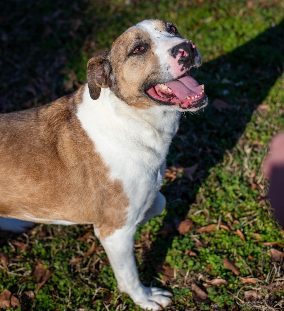 Ajax, a Adoptable Catahoula Leopard Dog in Lancaster, SC image 6/6