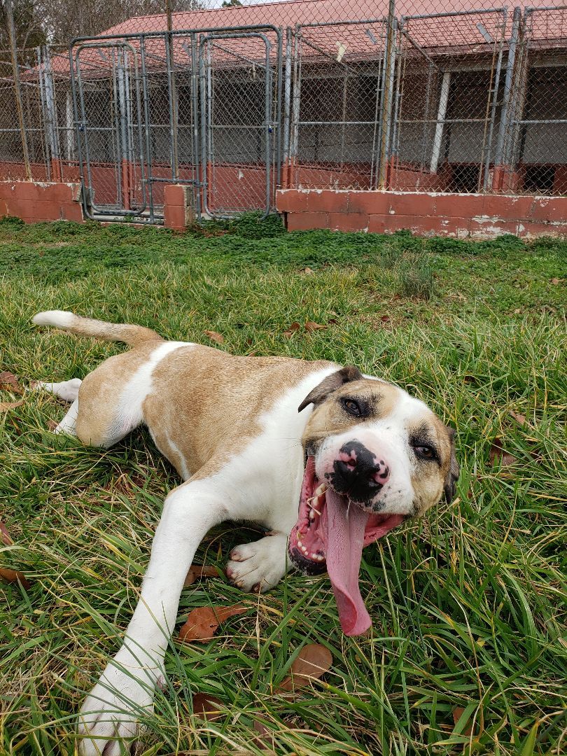 Ajax, a Adoptable Catahoula Leopard Dog in Lancaster, SC image 1/6