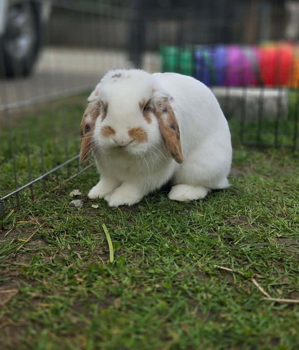 Waffles (South Surrey), adopted, Young Male Holland Lop.