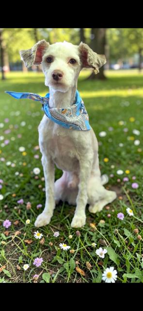 Davie, an adopted mixed breed in Cushing, OK image 2/3