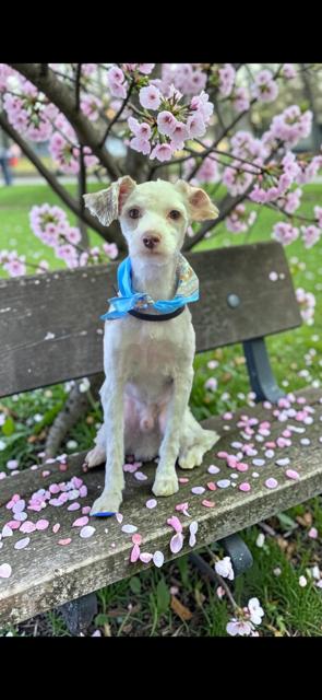 Davie, an adopted mixed breed in Cushing, OK image 1/3