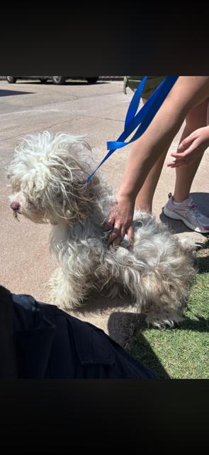Davie, an adopted mixed breed in Cushing, OK image 3/3