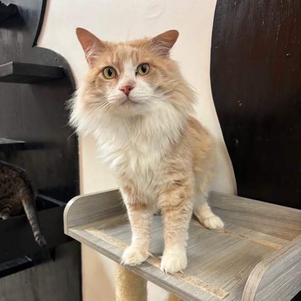 Enlarge Caleb at Fat Cat Cafe, a Adoptable Domestic Medium Hair in Tallahassee, FL image 2/2