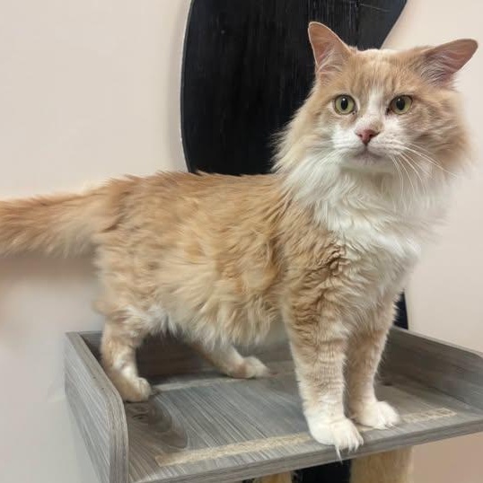 Caleb at Fat Cat Cafe, Adoptable, Young Male Domestic Medium Hair.