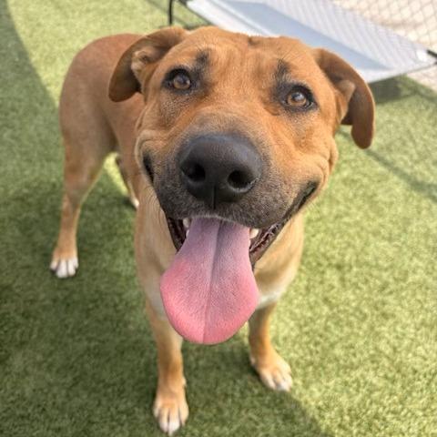 Enlarge Luka, a Adoptable Pit Bull Terrier in Hawthorne, CA image 1/1
