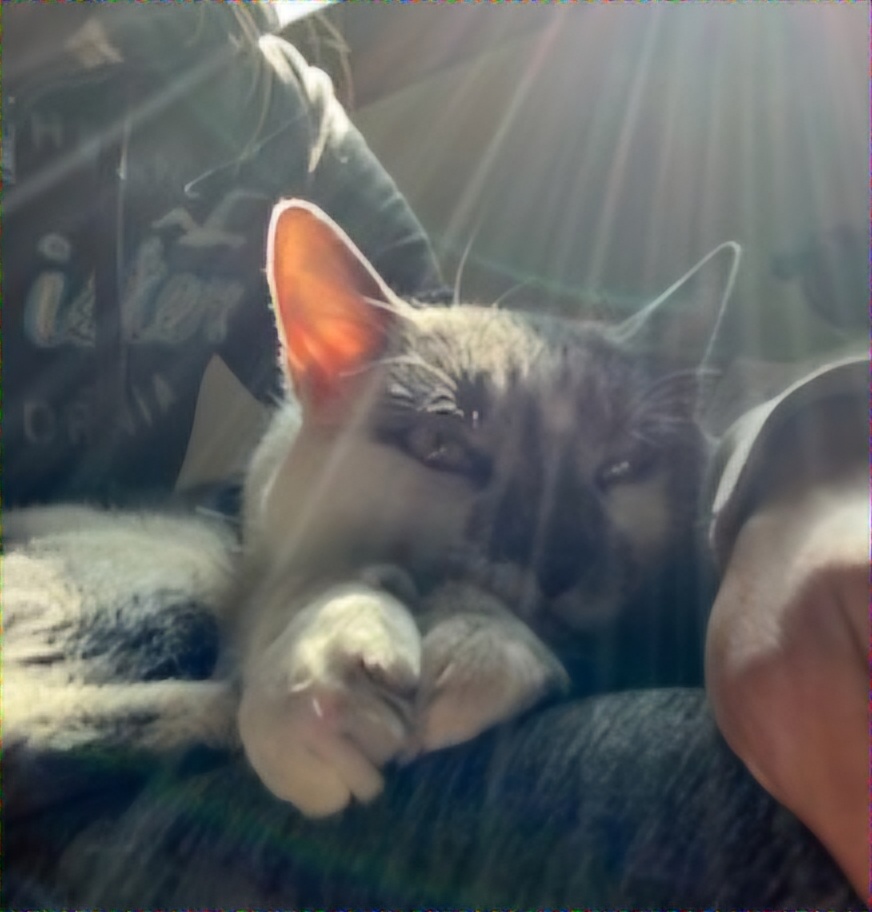 Buster, a Adoptable Domestic Short Hair in Warwick, RI image 4/6