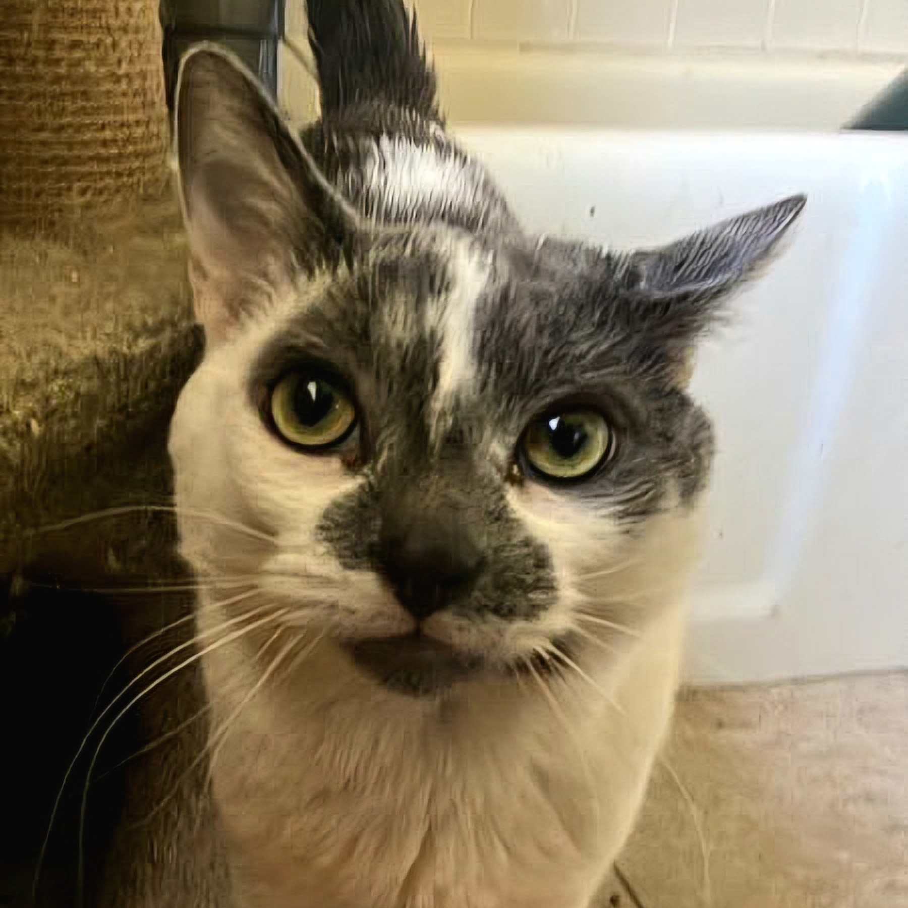 Buster, a Adoptable Domestic Short Hair in Warwick, RI image 1/6