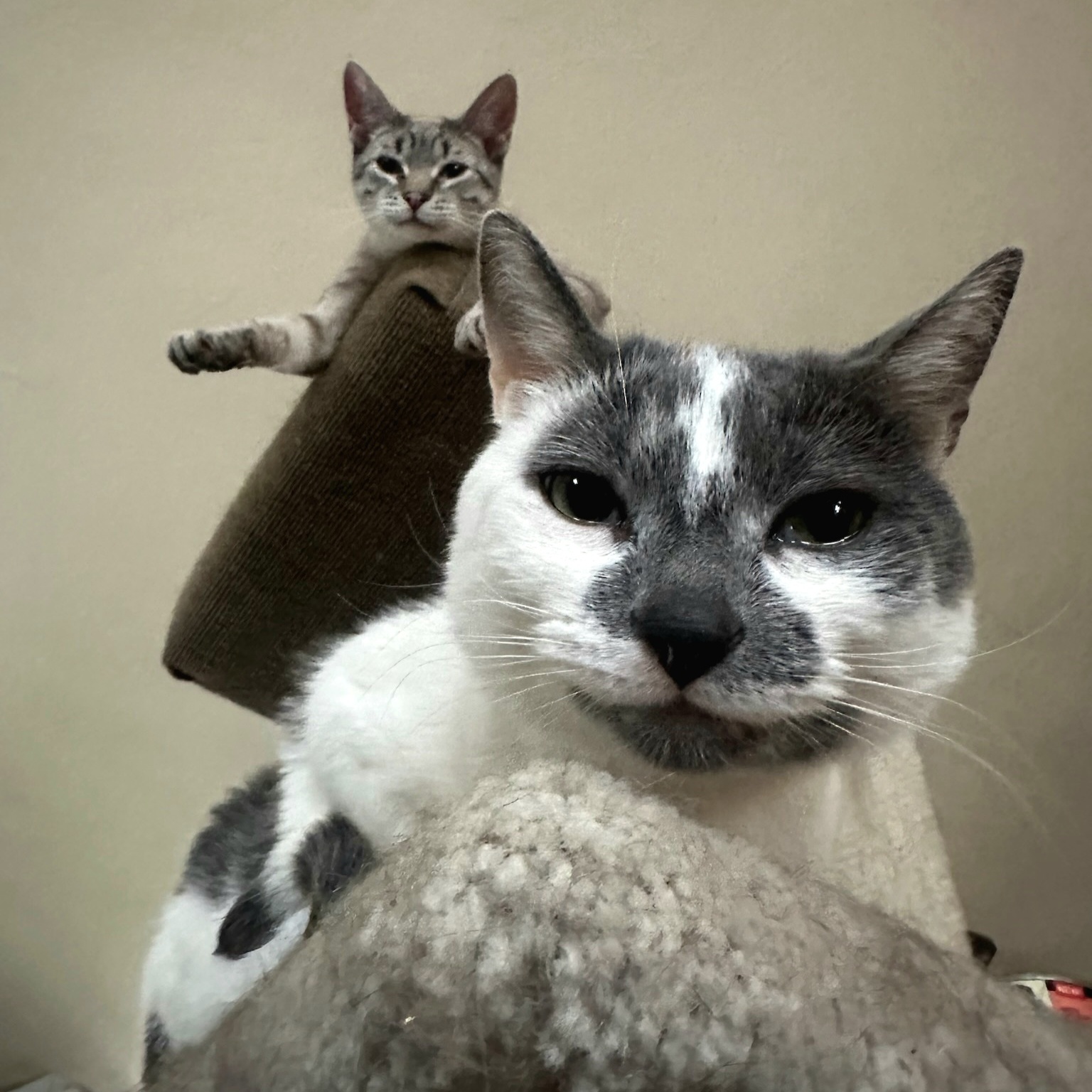 Buster, a Adoptable Domestic Short Hair in Warwick, RI image 2/6