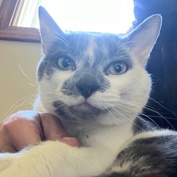 Buster, a Adoptable Domestic Short Hair in Warwick, RI image 5/6