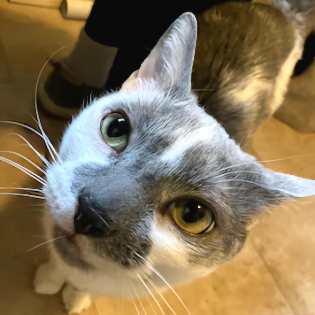 Buster, a Adoptable Domestic Short Hair in Warwick, RI image 3/6