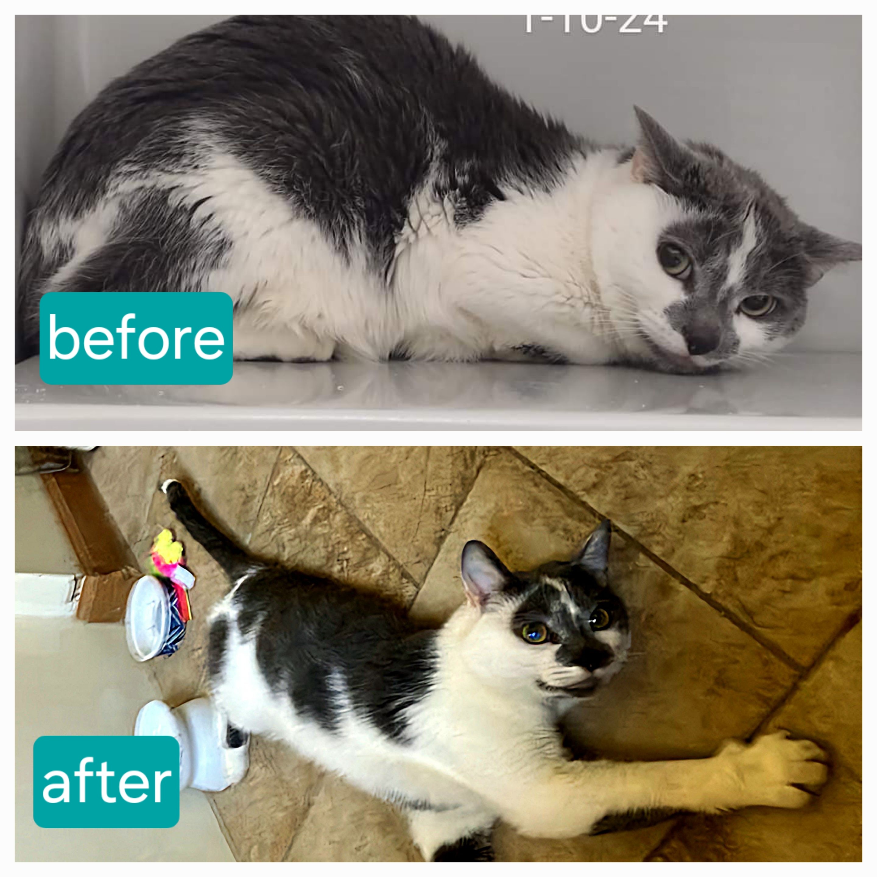 Buster, a Adoptable Domestic Short Hair in Warwick, RI image 6/6