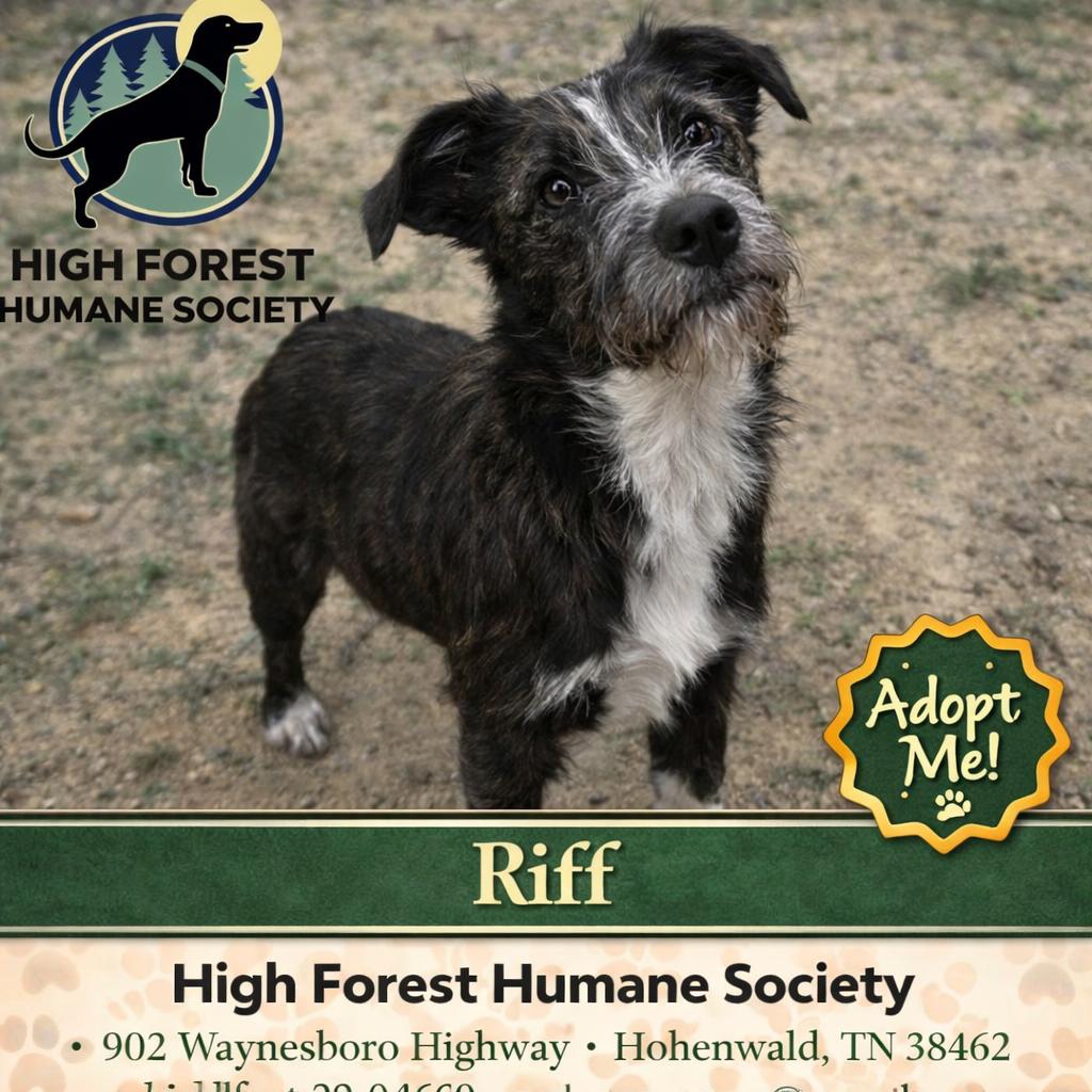 Riff, Adoptable, Young Male Schnauzer.