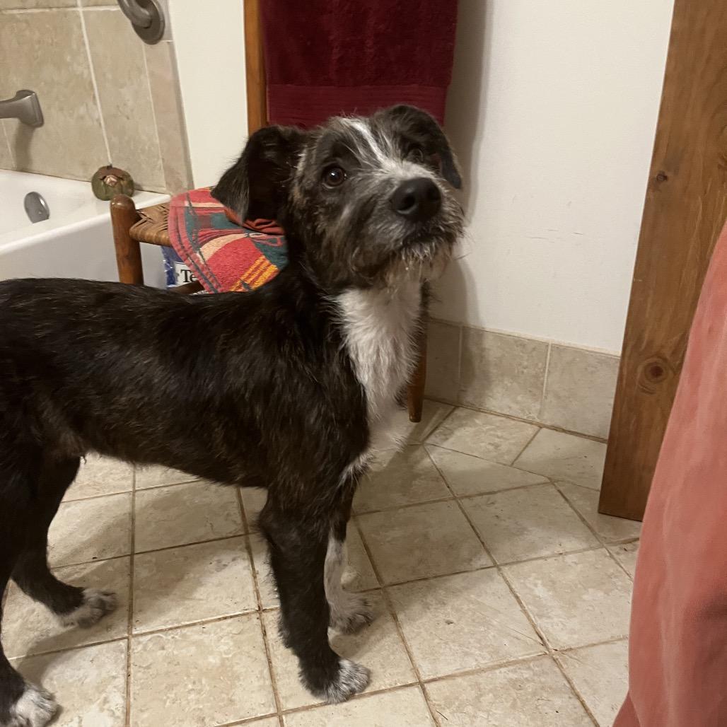 Enlarge Riff, a Adoptable Schnauzer in Hohenwald, TN image 2/2