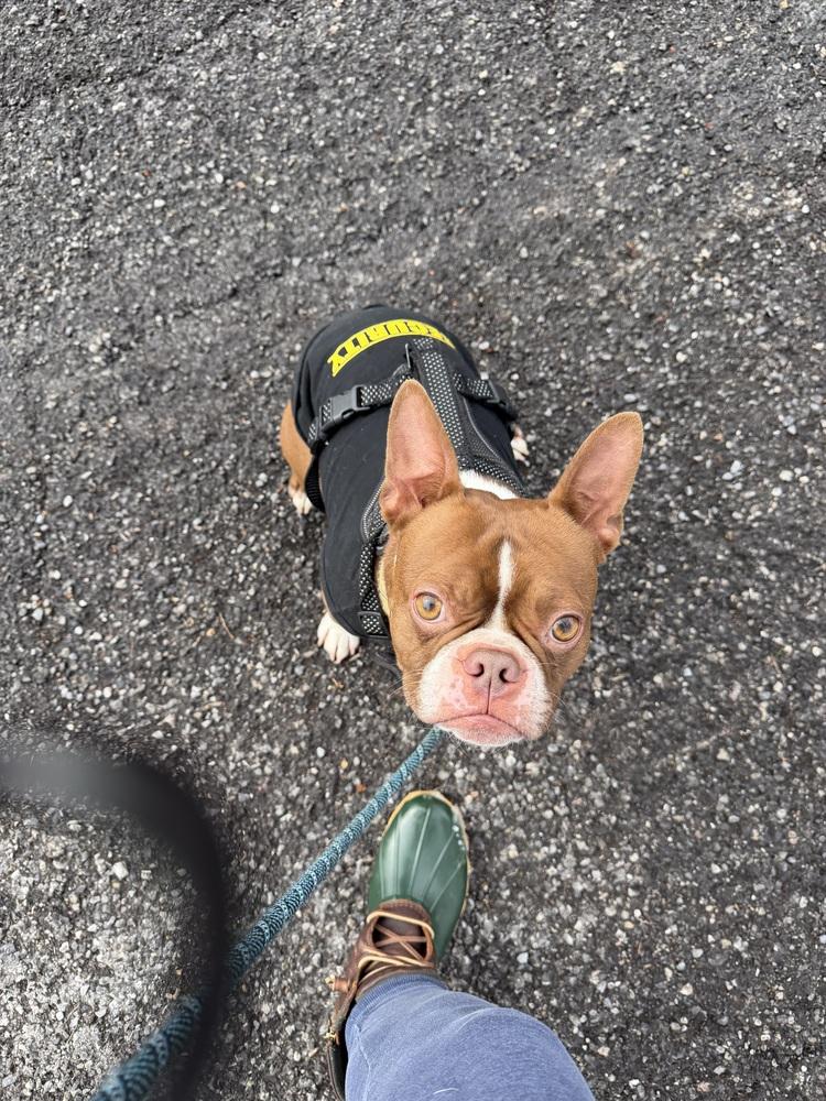 Enlarge Tucker McDaniel-4623 Jonesborough, TN, a Adoptable Boston Terrier in Maryville, TN image 1/6