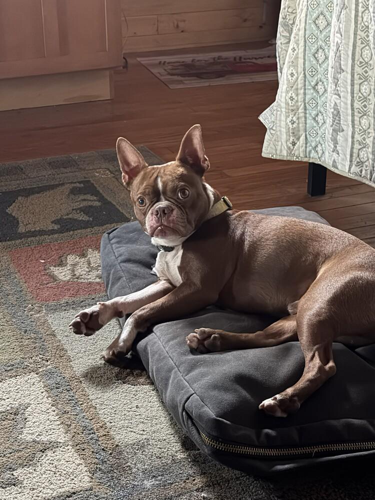 Enlarge Tucker McDaniel-4623 Jonesborough, TN, a Adoptable Boston Terrier in Maryville, TN image 2/6
