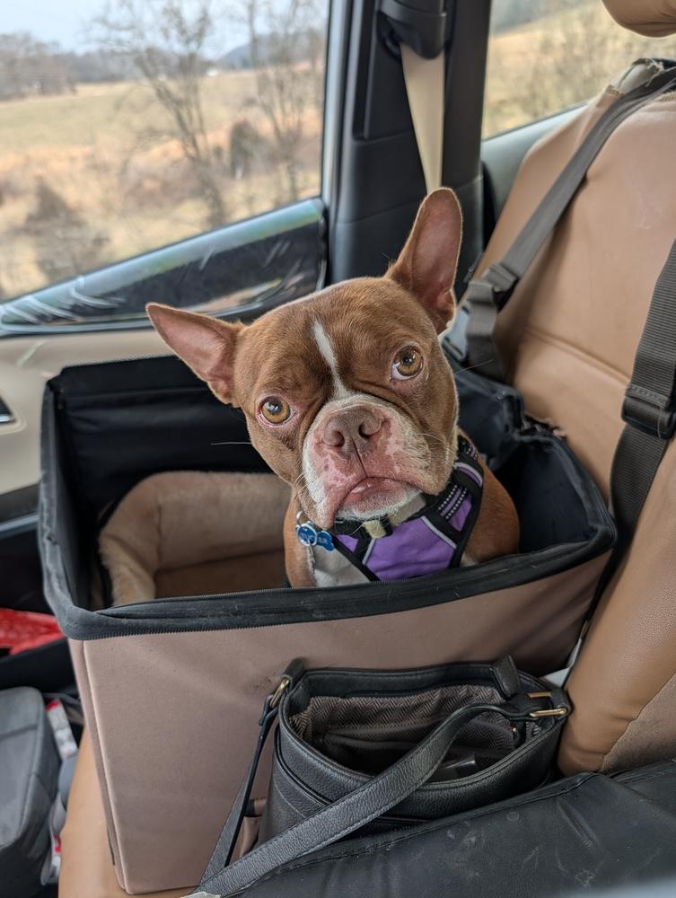 Enlarge Tucker McDaniel-4623 Jonesborough, TN, a Adoptable Boston Terrier in Maryville, TN image 5/6