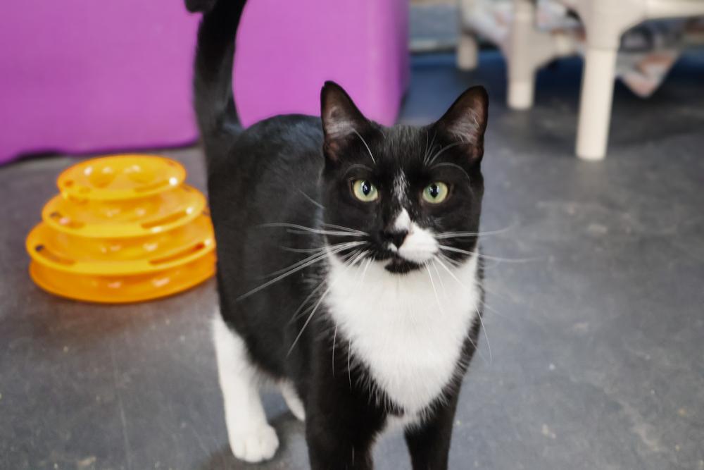 Jeb, Adoptable, Adult Male Domestic Short Hair.