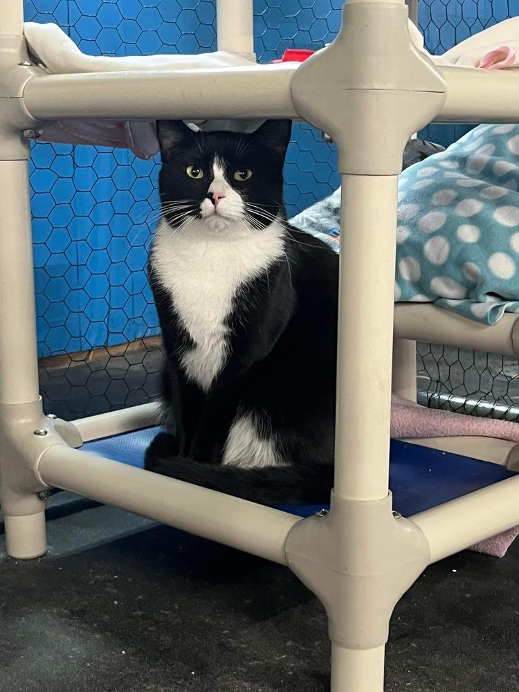 Enlarge Jeb, a Adoptable mixed breed in Franklin, PA image 2/2